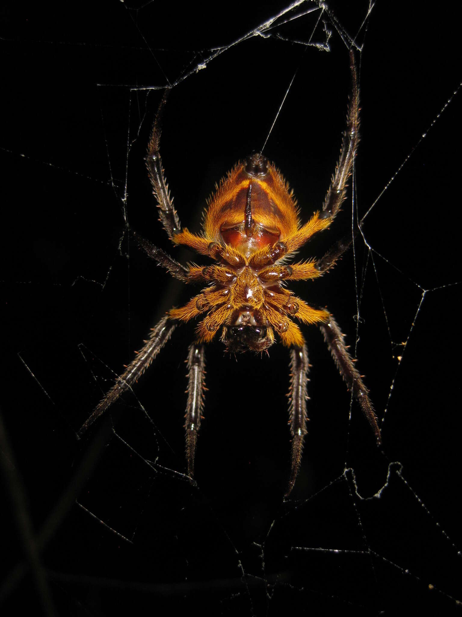 Image of Eriophora fuliginea (C. L. Koch 1838)