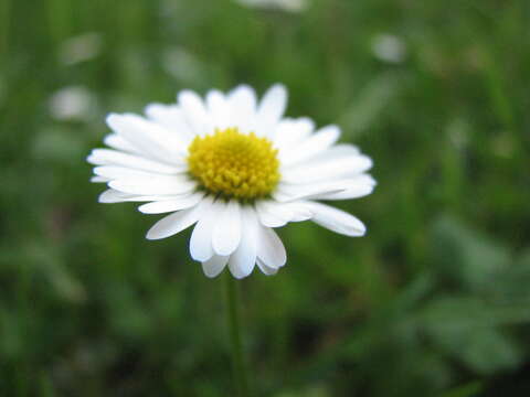 Image of Daisy