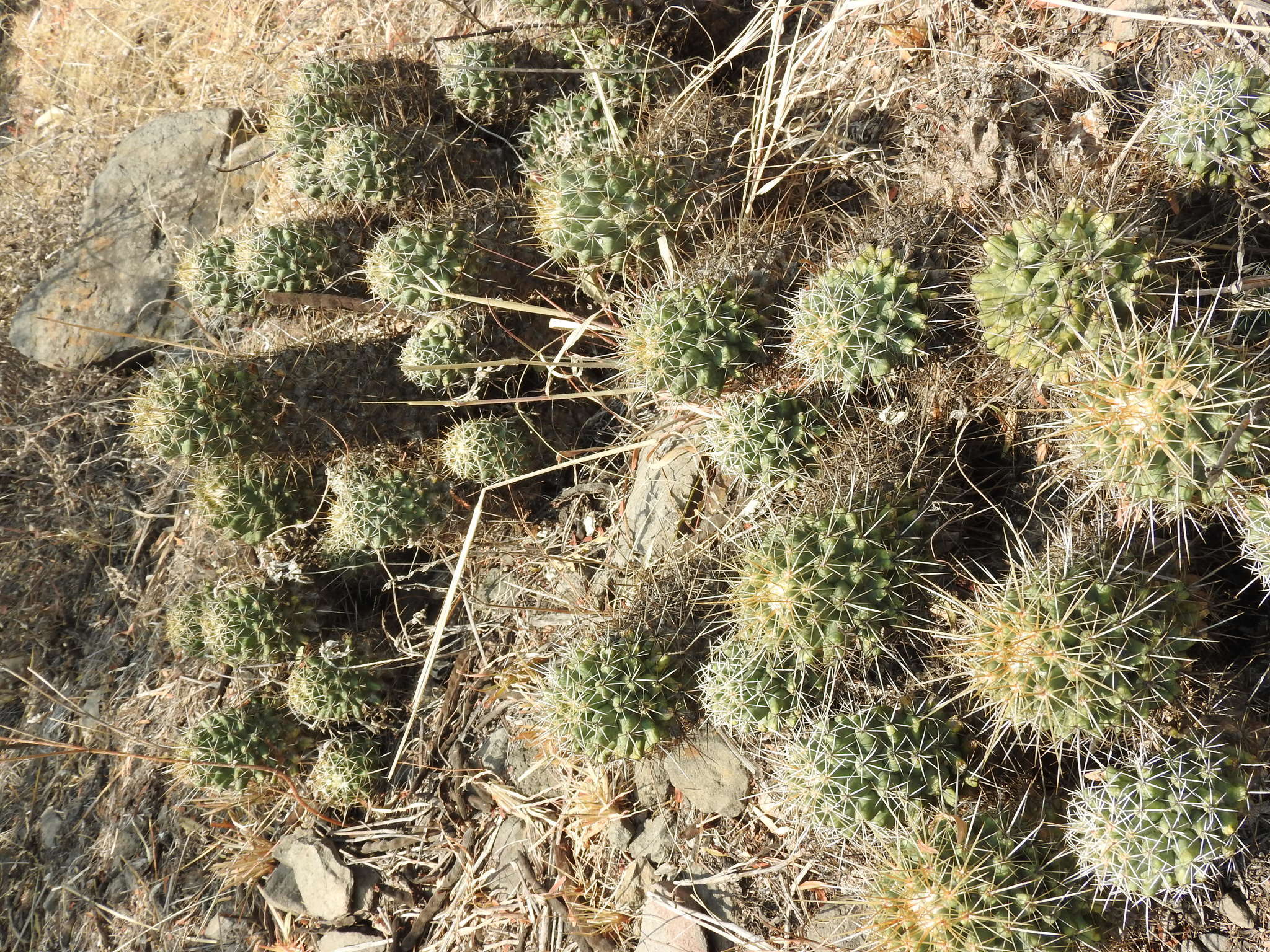 Image of Coryphantha octacantha (DC.) Britton & Rose