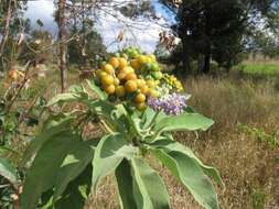 Image of earleaf nightshade