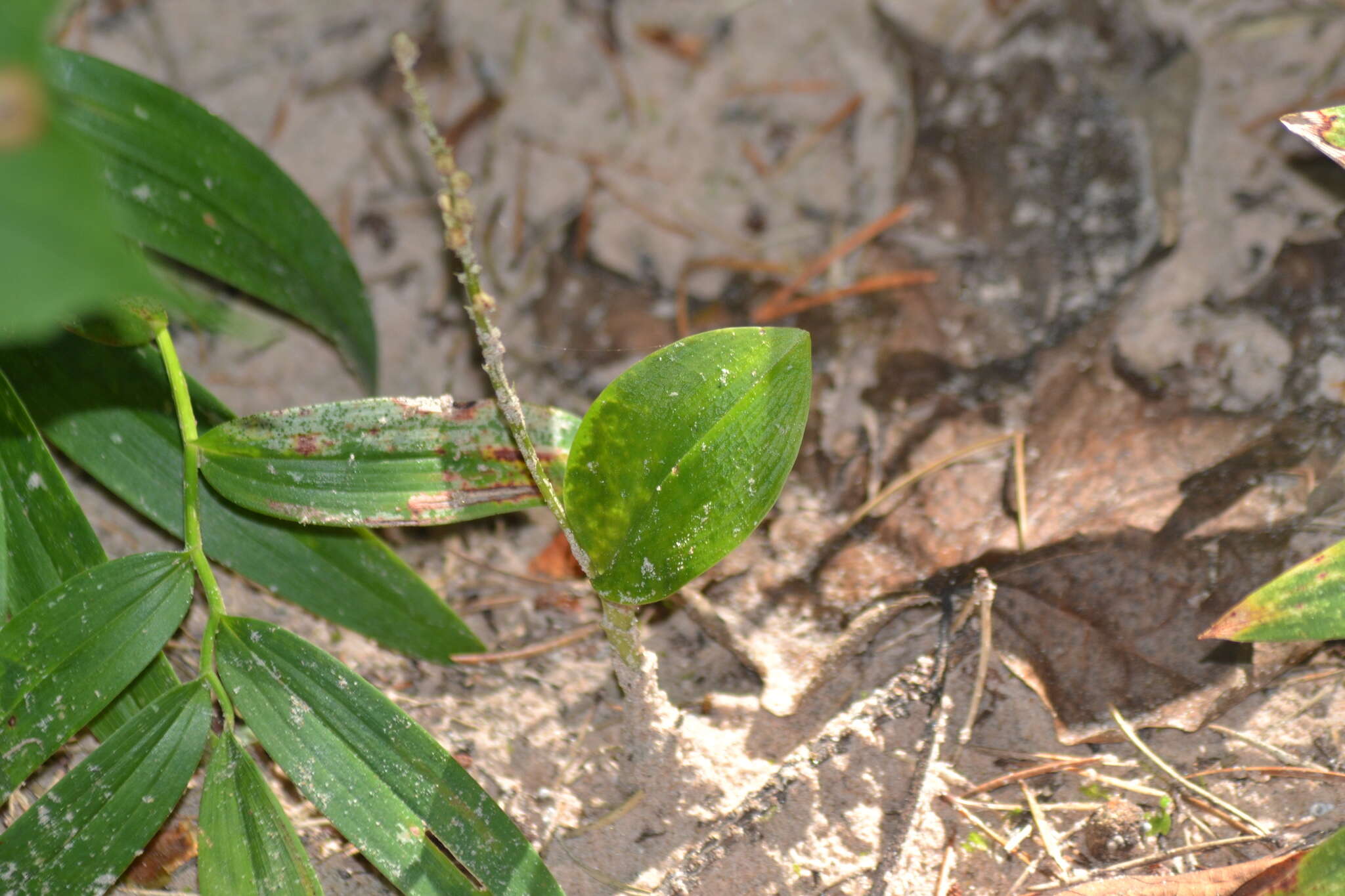 Image de Malaxis monophyllos var. brachypoda (A. Gray) P. Morris & Eames