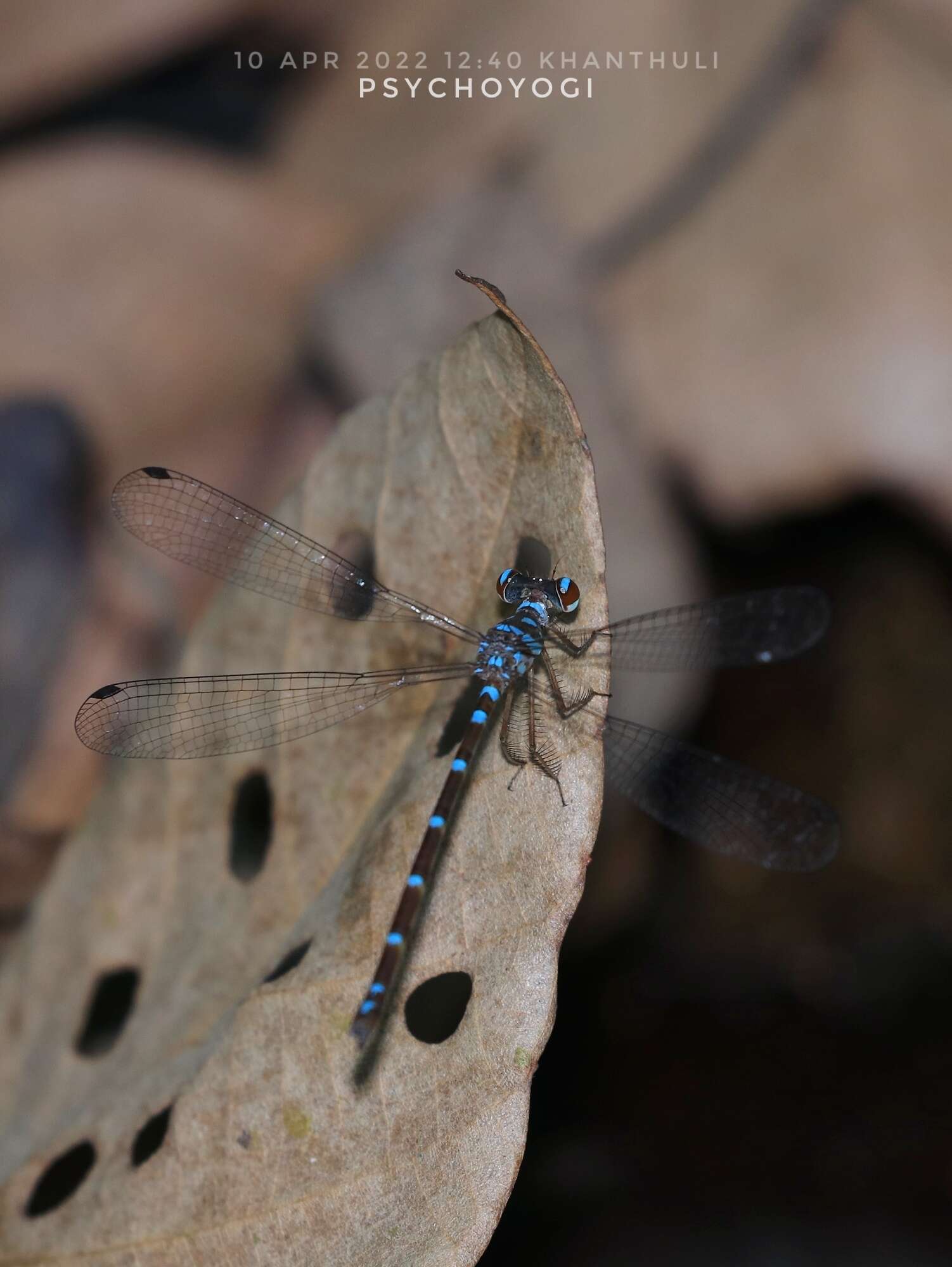 Image of Podolestes coomansi Lieftinck 1940