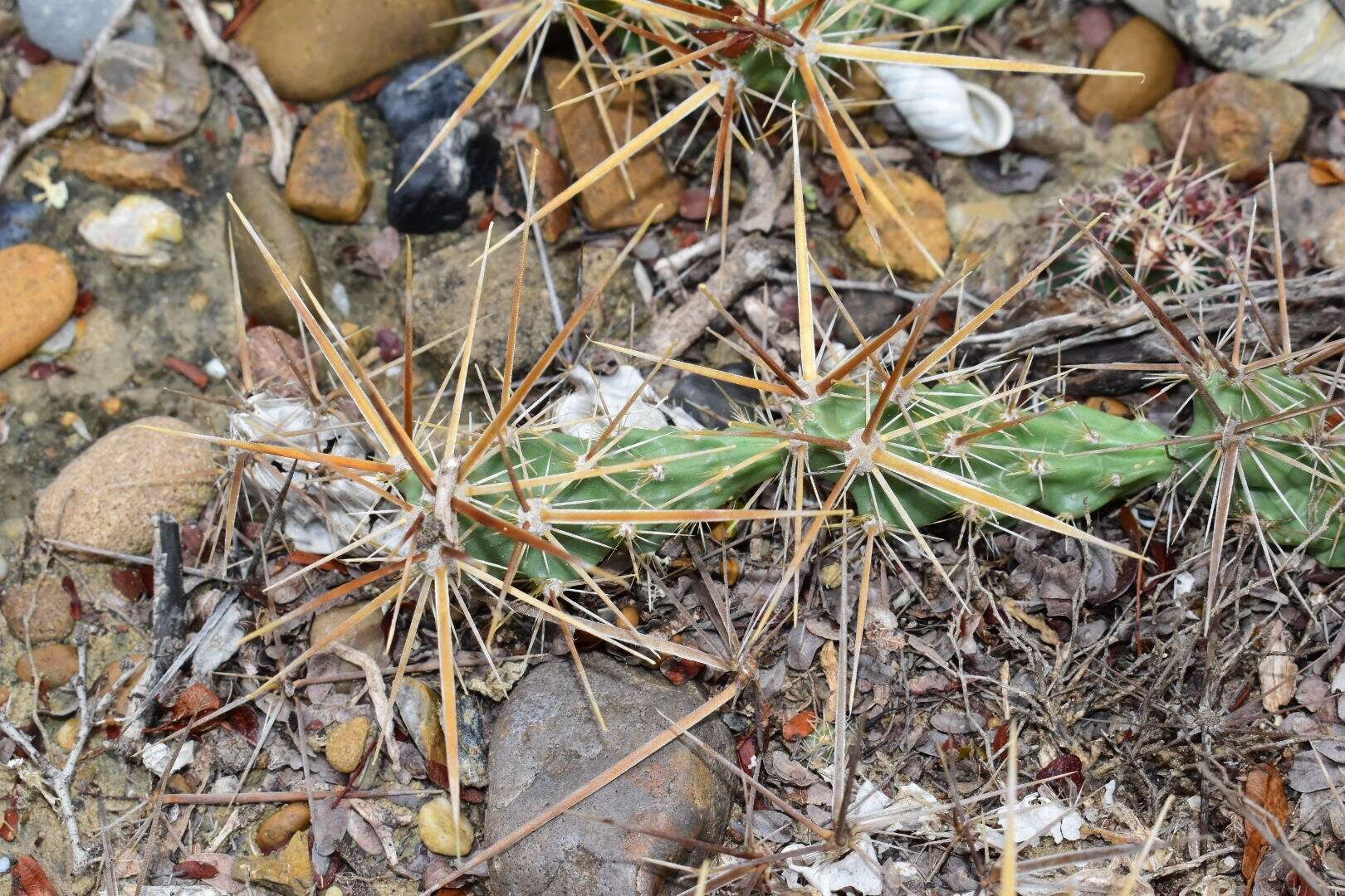 Image of Schott's Prickly-pear Cactus