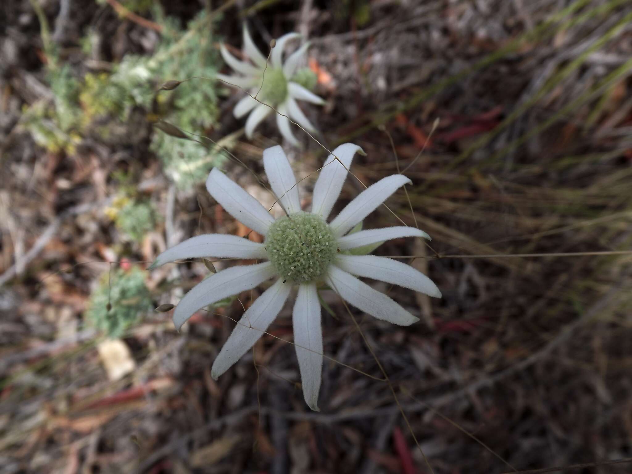 Image de Actinotus helianthi Labill.