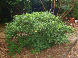 Image of Oriental paperbush