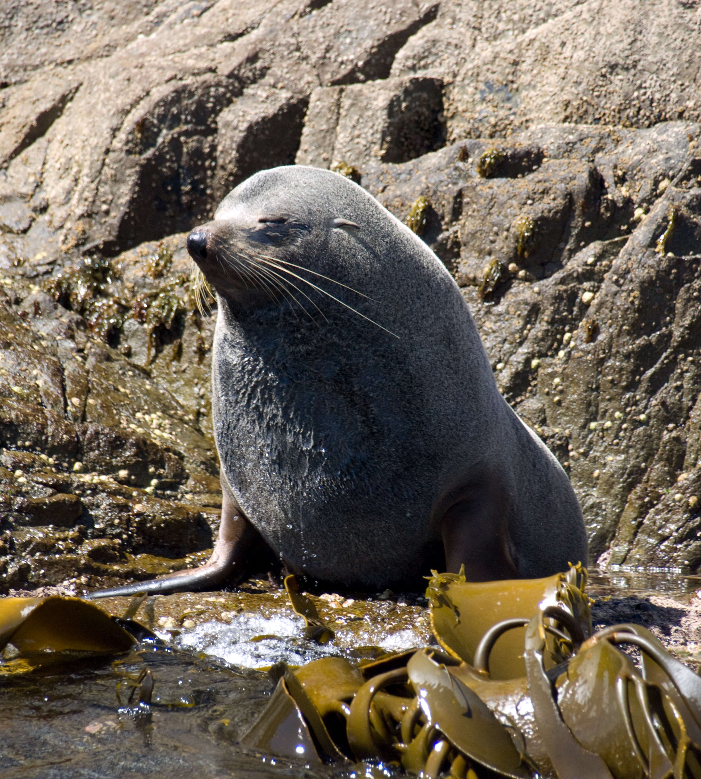 Image of Antipodean Fur Seal