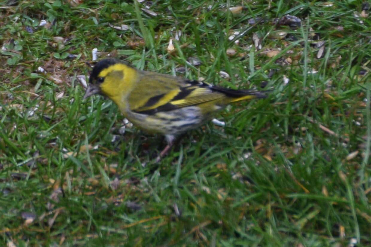 Image of Eurasian Siskin