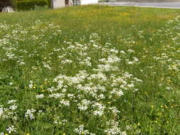 Image of common buttercup