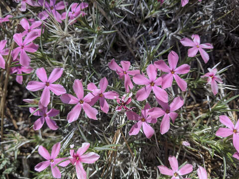 Imagem de Phlox austromontana Coville