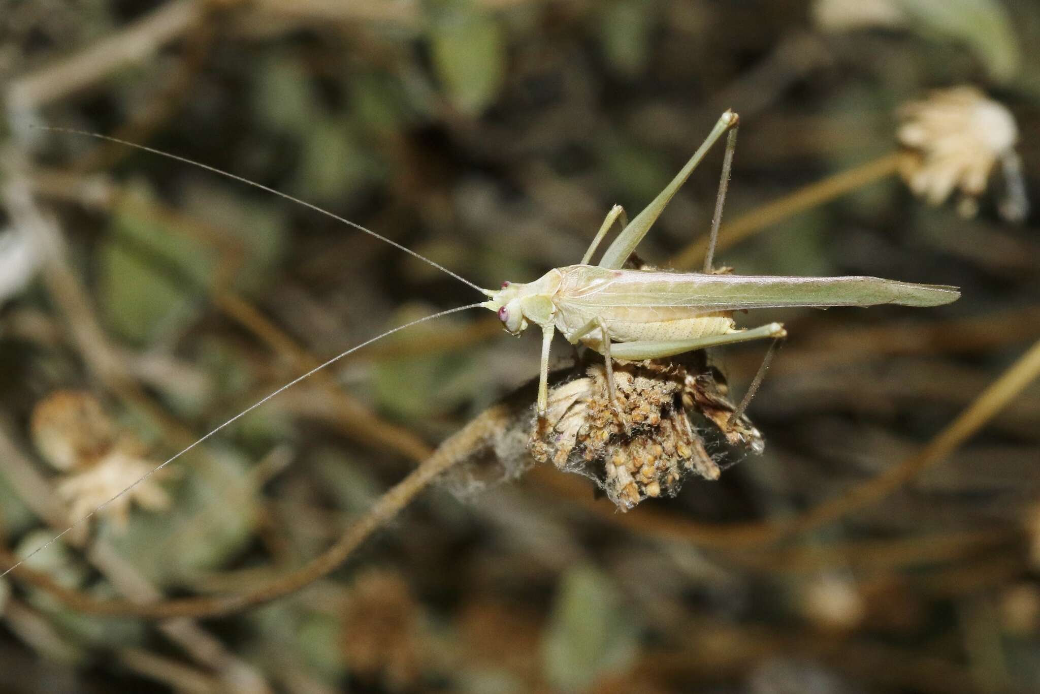 Image of Elegant Bush Katydid