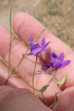 Image of Consolida regalis subsp. divaricata (Ledeb.) Munz