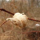 Слика од Tenodera sinensis Saussure 1871