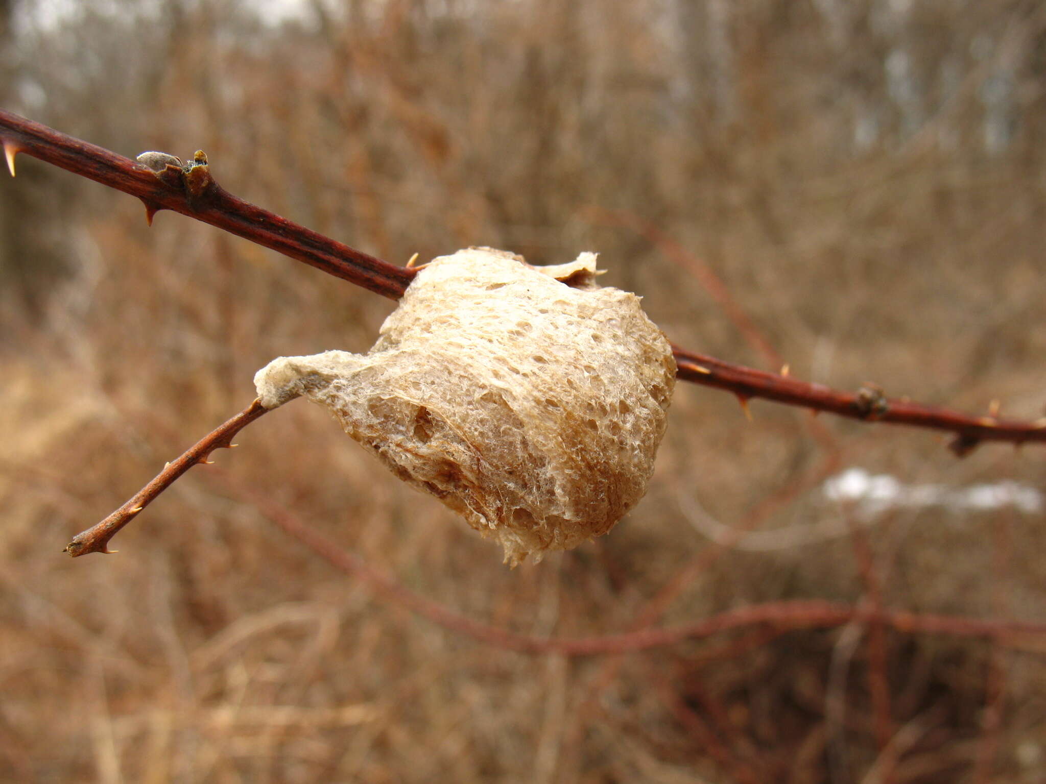 Image of Chinese mantis