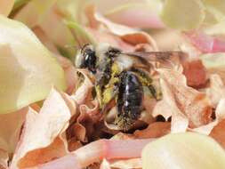 Image of Ashy Mining Bee