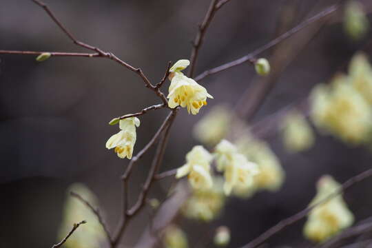 Image of winter hazel