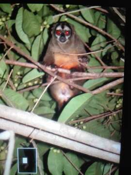 Image of Gray-handed Night Monkey