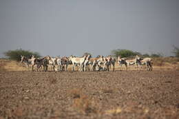 Image de Onagre de l'Inde