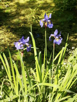 Image of German Iris