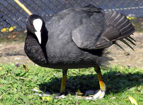 Image of Common Coot