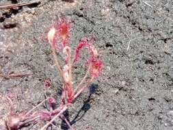 Image of Drosera madagascariensis DC.