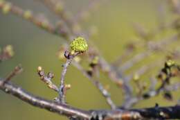 Image of Antarctic Beech