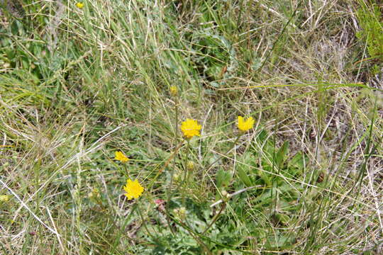 Image of Anderson's hawksbeard