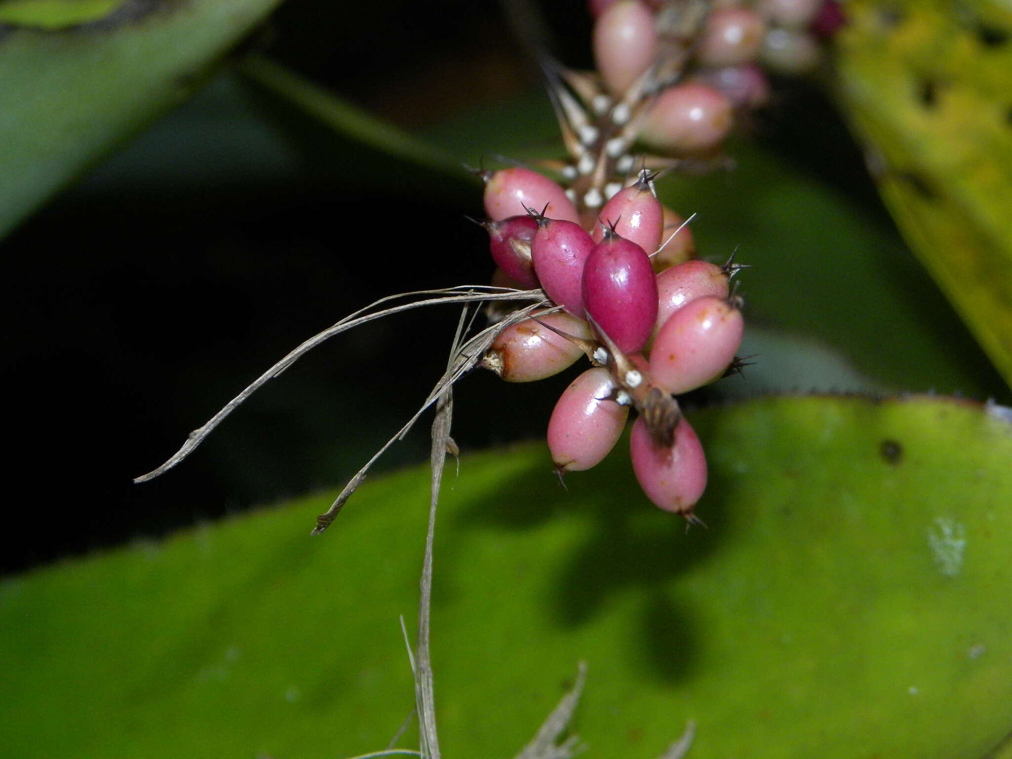 Aechmea lingulata (L.) Baker的圖片