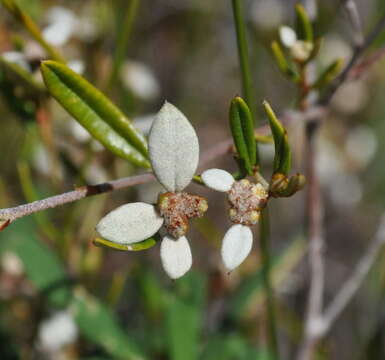 صورة Spyridium vexilliferum var. vexilliferum