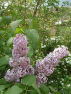 Image of Syringa oblata Lindl.