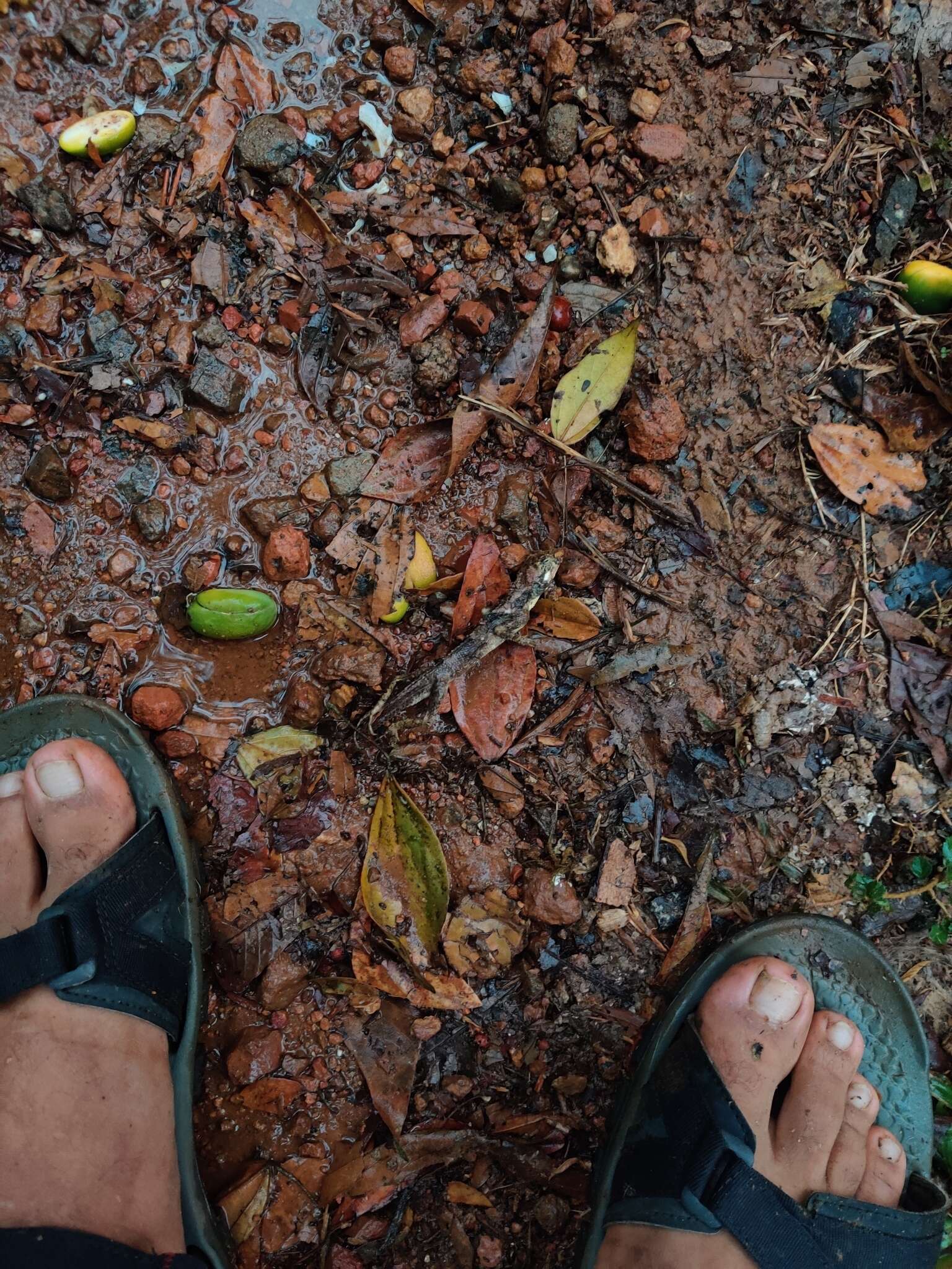 Image of Elliot's Forest Lizard