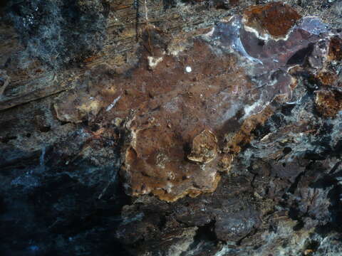 Image of White rot fungus