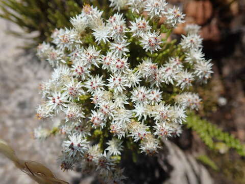 Image of Dolichothrix ericoides (Lam.) Hilliard & Burtt