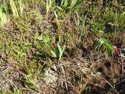 Image of Loose-flowered alpine sedge