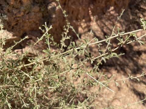 Image of Otholobium candicans (Eckl. & Zeyh.) C. H. Stirt.