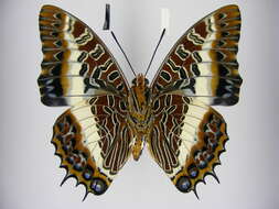 Image of Charaxes brutus angustus Rothschild 1900