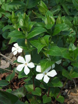 Image of Greater Periwinkle