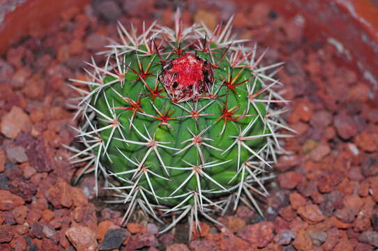 Imagem de Melocactus pachyacanthus Buining & Brederoo