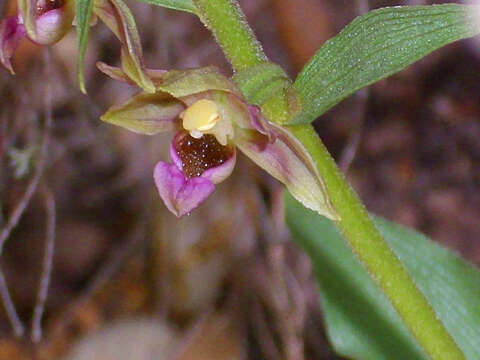 Imagem de Epipactis tremolsii Pau