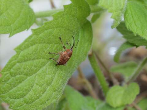 Image of Acorn weevil