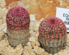 Image of Arizona Rainbow Cactus