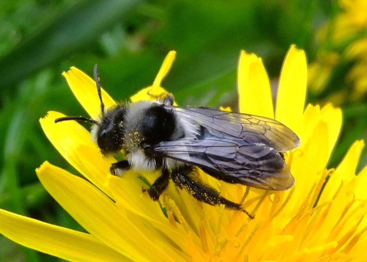 Image de Andrena cineraria (Linnaeus 1758)