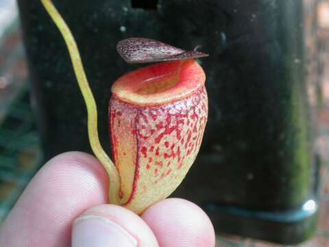 Image of Nepenthes tenuis Nerz & Wistuba