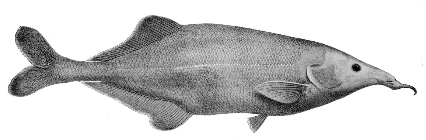 Image of Genyomyrus