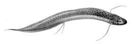 Image of Slender Lungfish