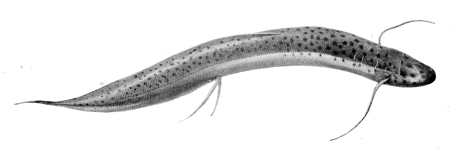 Image of Slender Lungfish