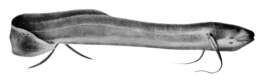 Image of Slender Lungfish