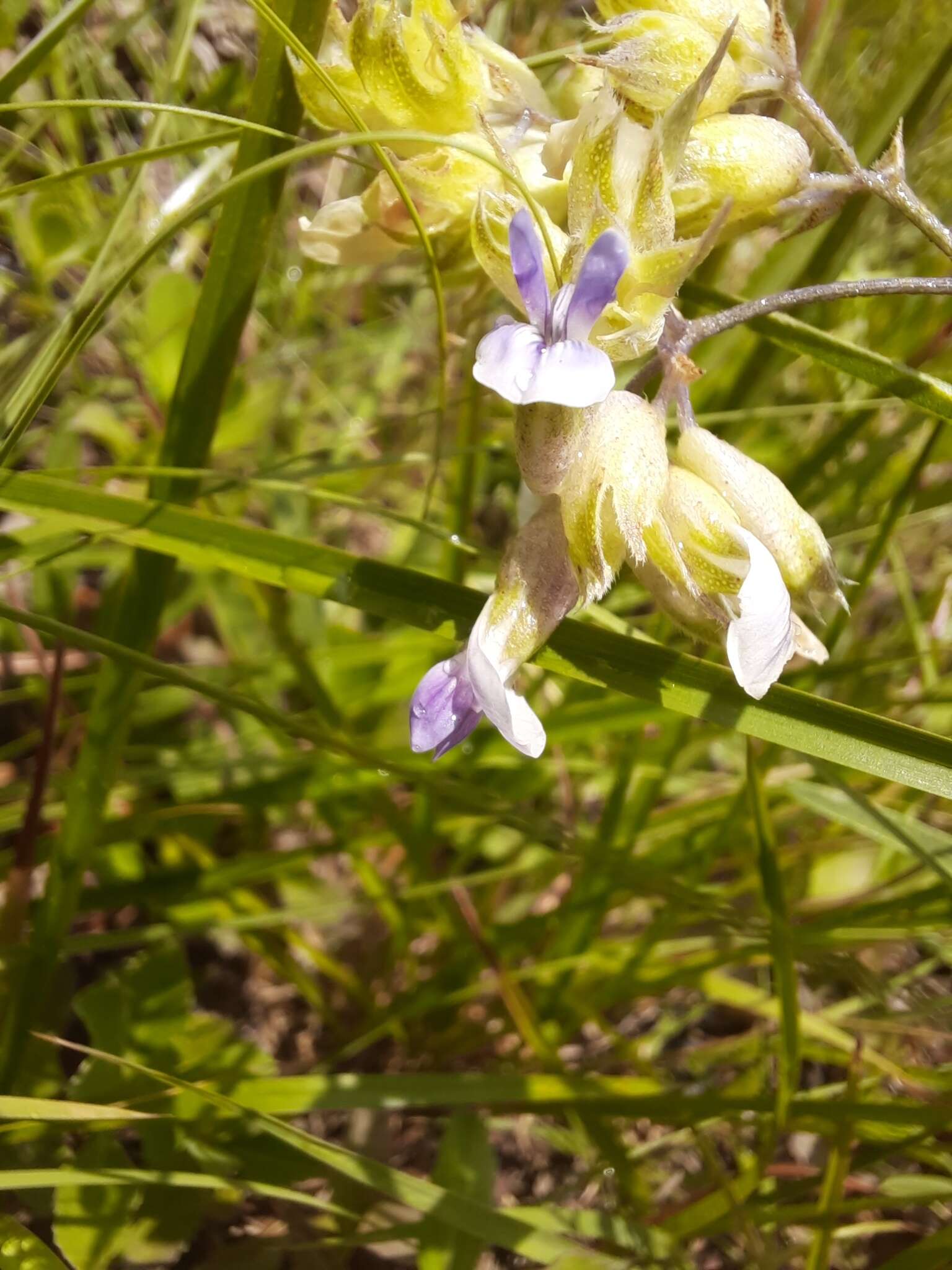 Imagem de Psoralea cyphocalyx A. Gray