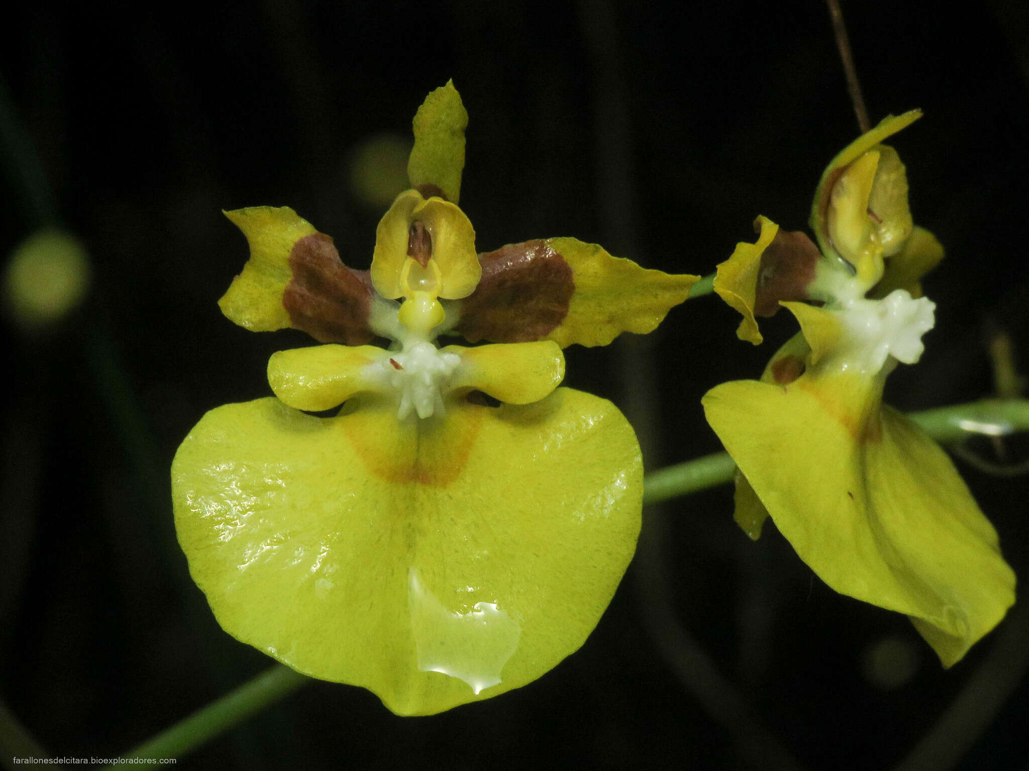 Image of Oncidium cultratum Lindl.