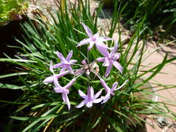 Tulbaghia violacea Harv. resmi