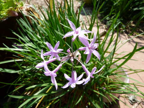 Tulbaghia violacea Harv. resmi